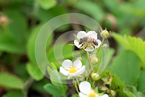 Bee on spring blooming strawberries. bee collects pollen strawberry flowers blooms in bed on organic farm