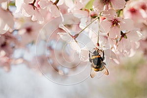 Bee on spring blossom