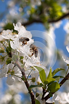 Bee on a spring blossom