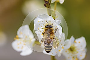 Bee on a spring flower collecting pollen