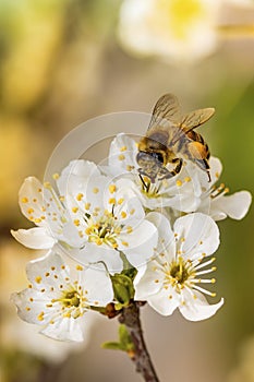 Bee on a spring flower collecting pollen