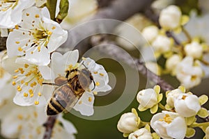 Bee on a spring flower collecting pollen