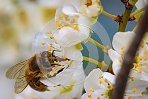 Bee on a spring flower collecting pollen