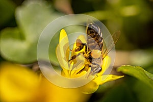 Bee on a spring flower collecting pollen and nectar