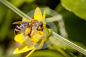 Bee on a spring flower collecting pollen and nectar