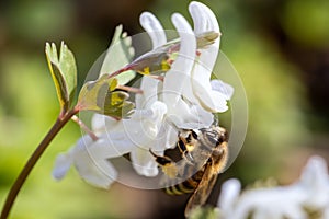 Bee on a spring flower collecting pollen and nectar