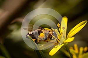 Bee on a spring flower collecting pollen and nectar