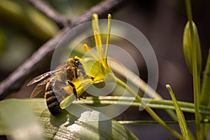 Bee on a spring flower collecting pollen and nectar