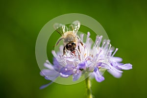 Bee on a spring flower collecting pollen and nectar