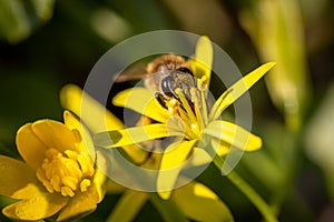 Bee on a spring flower collecting pollen and nectar