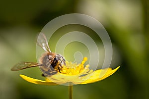 Bee on a spring flower collecting pollen and nectar