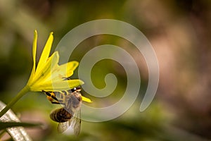 Bee on a spring flower collecting pollen and nectar