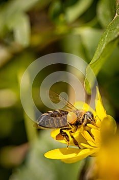 Bee on a spring flower collecting pollen and nectar