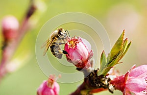 Bee on a spring pink flower