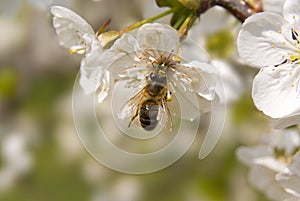 Bee on spring tree flowers