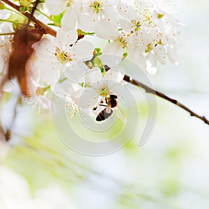 Bee on spring white blossoms