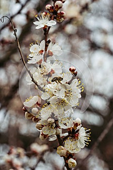Bee in the springtime blossoms