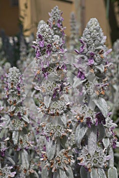 Bee on Stachys byzantina flowers
