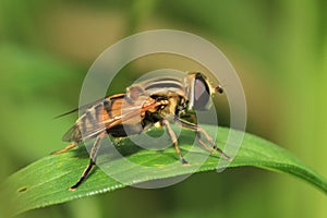 the bee is stalking its prey photo