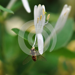 Bee and stamens