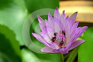 Bee stand on a lotus