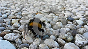 Bee
