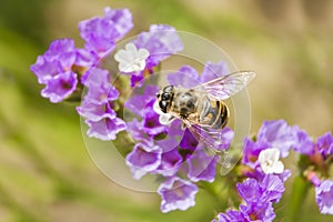 Bee on Statice