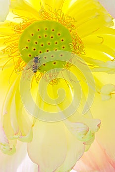 bee and lotus flower