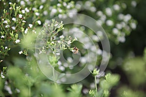 Bee in a stevia field