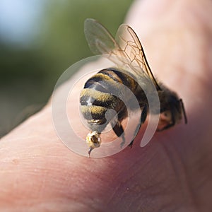 Bee Sting - a weapon of defense and attack