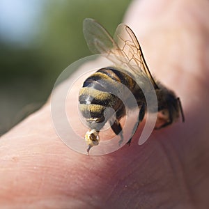 Bee Sting - a weapon of defense and attack photo