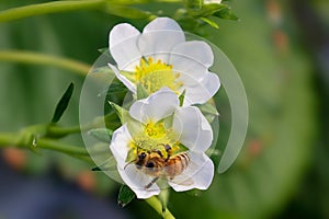 Bee on a Strawberry flower in greenhouses