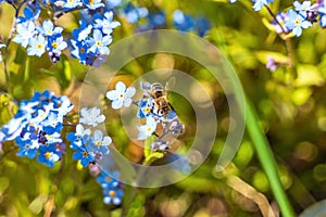 A bee with a striped abdomen collects nectar on blue forget-me-nots.