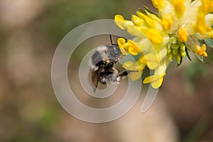 Bee suck nectar on the flower