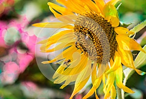 Bee suck sweet liquid nectar pollen from flowers
