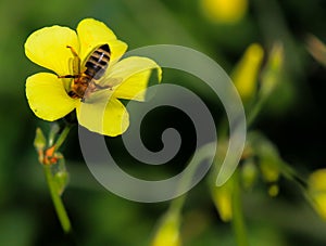 Bee while sucking nectar