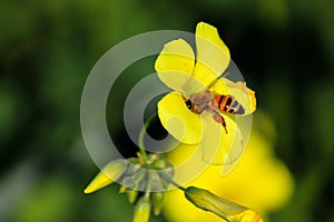 Bee while sucking nectar photo