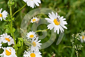 Bee sucking nectar from a flowering oxeye daisy