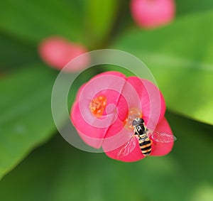 Bee Sucking Nectar From Pink Euphorbia Milii Flower