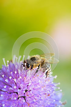 Bee sucking nectar from scabiosa flower on a sprin