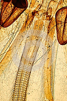 Bee sucking nectar tube