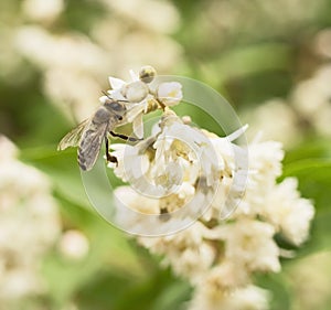 Bee is sucking nectar from white flower