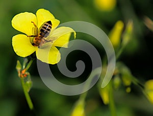 Bee while sucking nectar photo