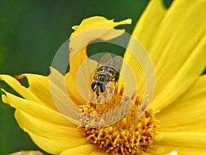 Bee sucking necter macro photography photo