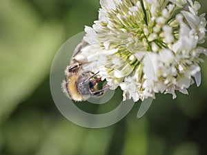 Bee sucking pollen macro