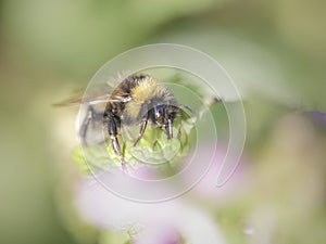 Bee sucking pollen macro