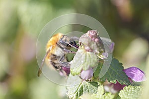 Bee sucking pollen macro