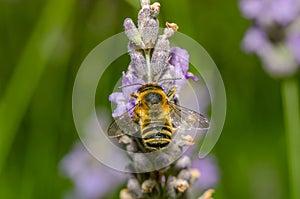 Bee sucks a flower