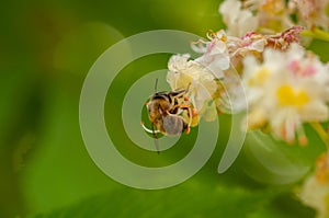 The bee sucks juice from the flower.Insect in nature