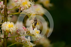 The bee sucks juice from the flower.Insect in nature